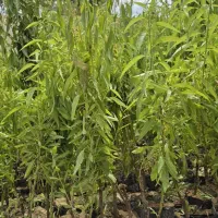 فروش عمده و خرده نهال بادام با ارسال سراسر کشور|خدمات باغبانی و درختکاری|حسین آباد, |دیوار