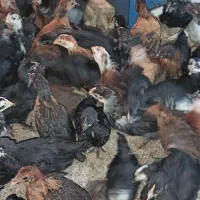 مرغ و خروس سیاه