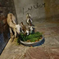 بزسومالی با شنک وگتاچ