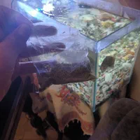 یک عدد آکواریوم|ماهی|الوند, |دیوار