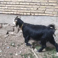 بز آبستن میش