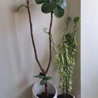 کاکتوس و گیاه آپارتمانی