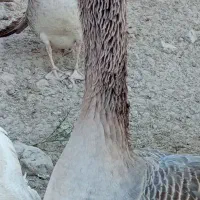 بت فروشی|حیوانات مزرعه|زهک, |دیوار