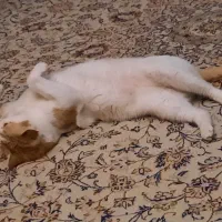 پیشی ناز|حیوانات|تهران, مینی‌سیتی (شهرک نفت)|دیوار