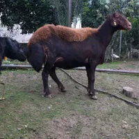 میش-بره قوچ-قزل افشار|حیوانات مزرعه|مرزیکلا, |دیوار