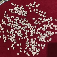 لوبیا چیتی برداشت امسال