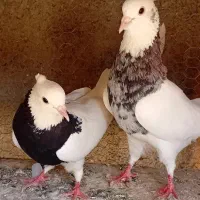 طوقی نروماده ۲۵۰۰
