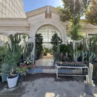 گل و گیاه طبیعی|گل و گیاه طبیعی|پاکدشت, پاکدشت (مامازند)|دیوار