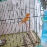 قناری لاکی پرتقالی|پرنده|شیراز, آبیاری|دیوار