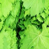برگ‌ انگور(مو)تازه و نازک