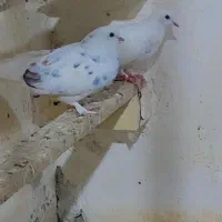 تعدادی کبوتر پرشی|پرنده|زید آباد, |دیوار
