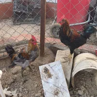 دو عدد خروس جوان