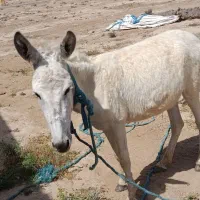 ماده خر