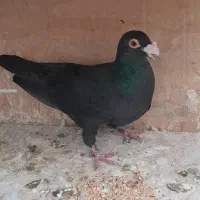 کبوتر زاغ کرمانی نر مست غریبگیری|پرنده|پاکدشت, حصار امیر|دیوار