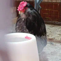 خروس گلین طوسی