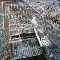 فروش عروس با قفس