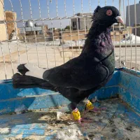 کبوتر قارا نر پرنده|پرنده|الوند, |دیوار