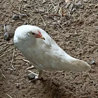 مرغ و خروس منیاتور