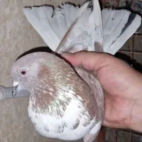 چهار جفت کفتر پرشی.