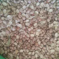 لوبیا چیتی ولوبیا اشی ازتولید به مصرف|خوردنی و آشامیدنی|کرج, فاز ۴ مهرشهر|دیوار