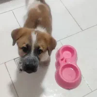 فروش سگ ژرمن سرابی|سگ|پاکدشت, شهرک امام رضا|دیوار