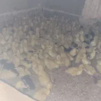 فروش اردک یک روزه درجه یک ارسال سراسری