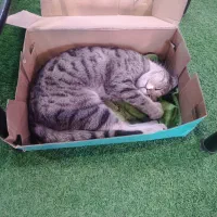 واگذاری گربه