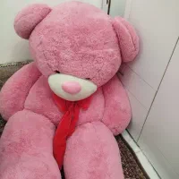عروس خرس بزرگ