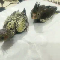 عروس یک ماه|پرنده|بندر کنگان, |دیوار