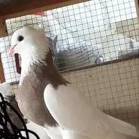 کبوتر طوقی اصیل