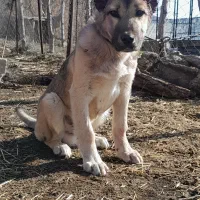 توله سرابی پر خون