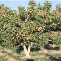 پیوند درخت پسته