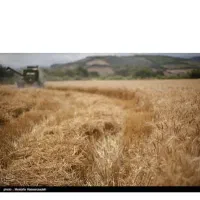 زمین کشاورزی