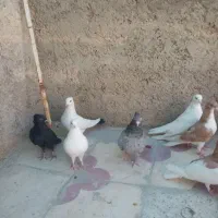 چند عدد کفتر فروشی|پرنده|شیراز, دست خضر|دیوار