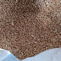 گندم|خوردنی و آشامیدنی|مرند, |دیوار