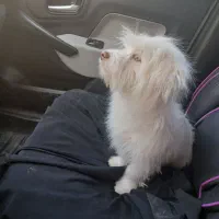 سگ پاکوتاه|سگ|تربت جام, والفجر|دیوار