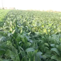 سبزی خورشتی