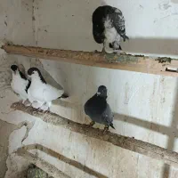 شیروان خراسان شمالی|پرنده|شیروان (خراسان), |دیوار