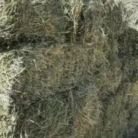 یونجه