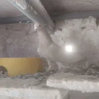 سه عدد کبوتر جوان