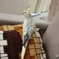 گمشده