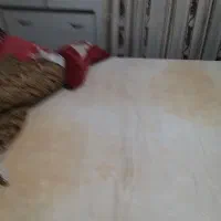 تشک رویال۱و۲نفره فروش فوری|تشک تختخواب|کرمانشاه, |دیوار