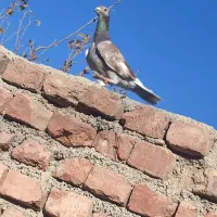 ماده فروشی قوره ای|پرنده|بیرجند, |دیوار