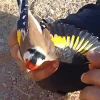 سهره تازه بروجرد