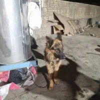 سگ ژرمن|سگ|قزوین, |دیوار