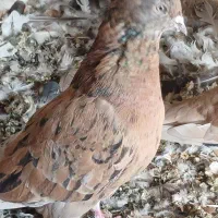 هفت رنگ پرشی چندتا طوقی