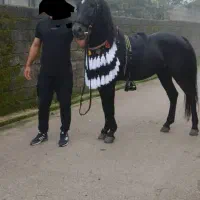 اسب عرب نریان