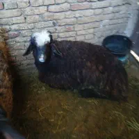 بره نر