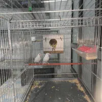 فنچ‌ نرگسی مولد جوان|پرنده|آباده, |دیوار