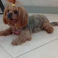 حیوان خانگی یورک شایر